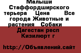 Малыши Стаффордширского терьера  › Цена ­ 1 - Все города Животные и растения » Собаки   . Дагестан респ.,Кизилюрт г.